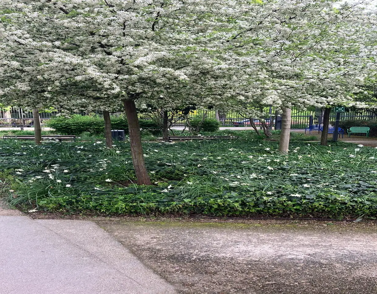espace vert