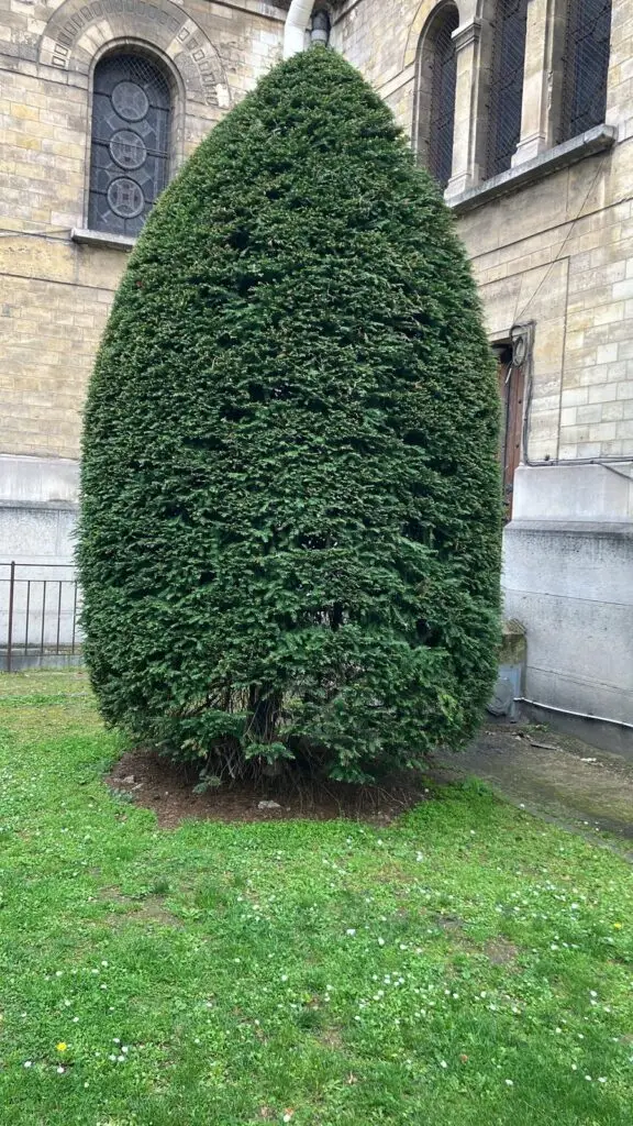 Arbre espace vert